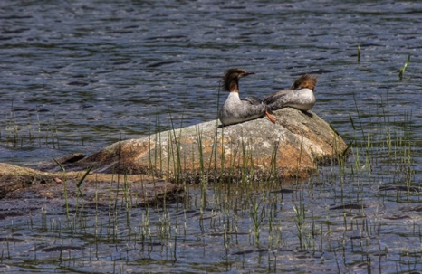 Merganser Ducks - NHP133 Merganser Ducks - NHP133